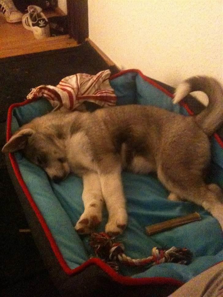 Siberian husky Emma - Første dag :b  billede 10