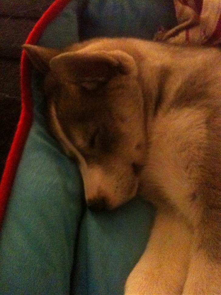 Siberian husky Emma - Sover saa sødt :b  billede 11