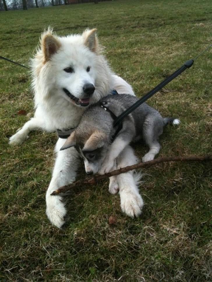 Siberian husky Emma - Emma&James .. De saa kære begge to  billede 12