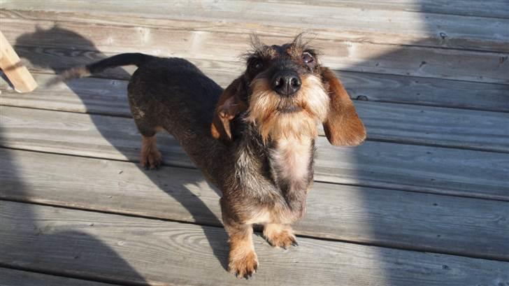 Miniature gravhund Egesgave's Wiggo billede 2