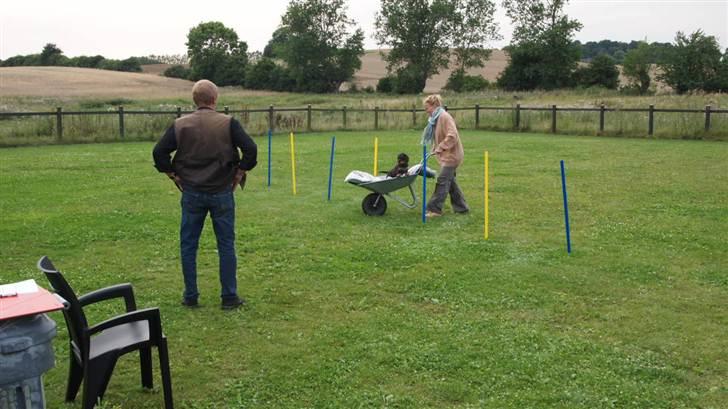 Miniature gravhund Egesgave's Wiggo - sidste dag til ring/ræve træning så der havde de forskellige lege at byde på billede 3
