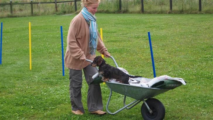 Miniature gravhund Egesgave's Wiggo - sidste dag til ring/ræve træning så der havde de forskellige lege at byde på billede 4