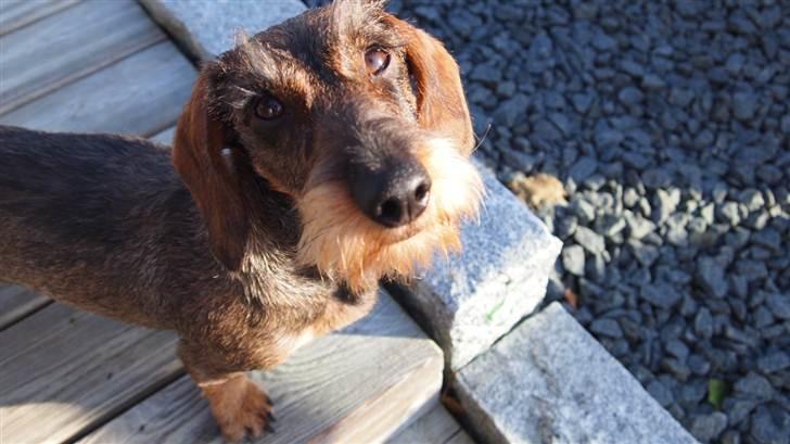 Miniature gravhund Egesgave's Wiggo billede 5