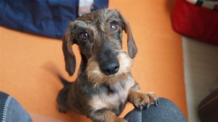 Miniature gravhund Egesgave's Wiggo billede 1