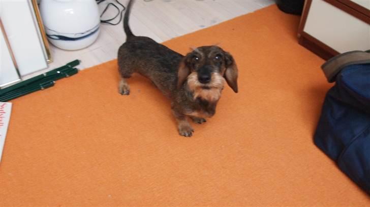 Miniature gravhund Egesgave's Wiggo billede 6