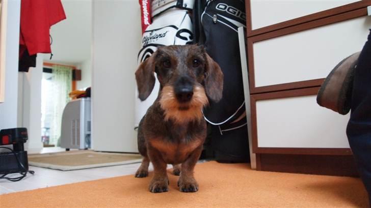 Miniature gravhund Egesgave's Wiggo billede 7