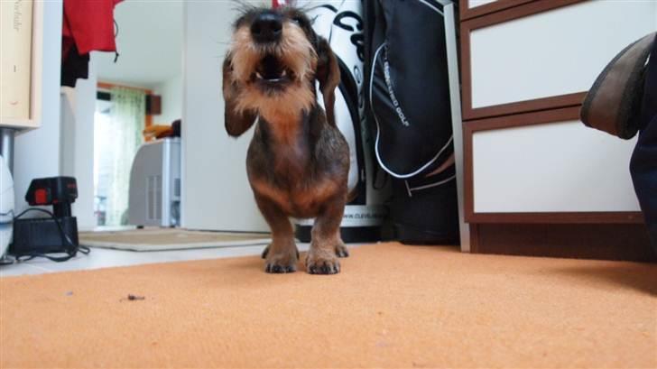 Miniature gravhund Egesgave's Wiggo billede 8