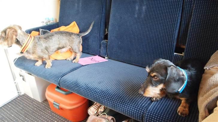 Miniature gravhund Egesgave's Wiggo - i toget da alfa romeoen skulle med til spanien  billede 9