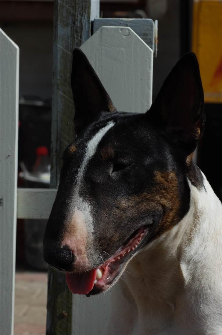 Bullterrier Kayley billede 1