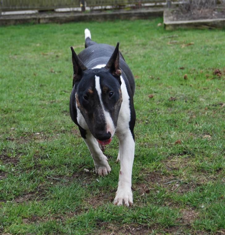 Bullterrier Kayley billede 2