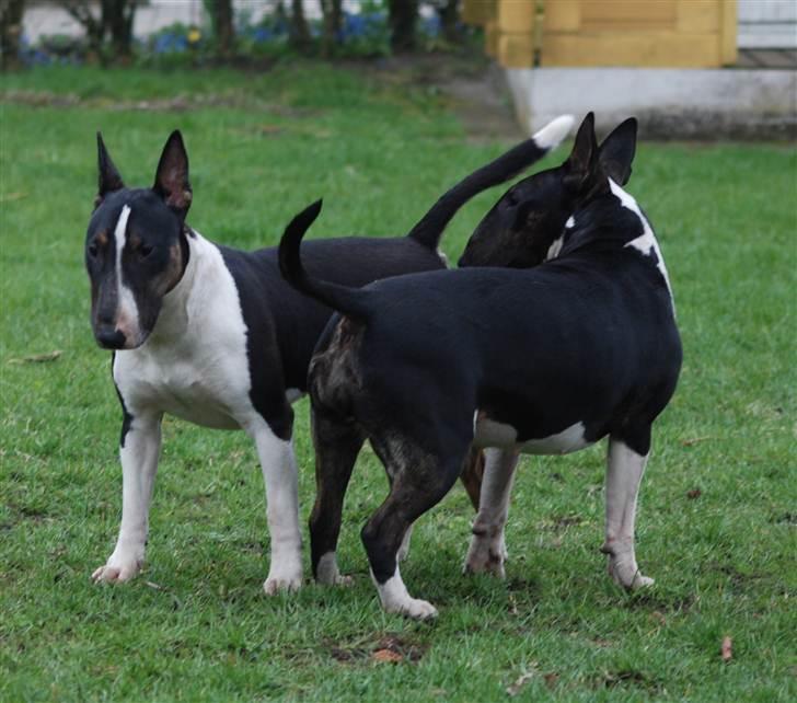 Bullterrier Kayley billede 3