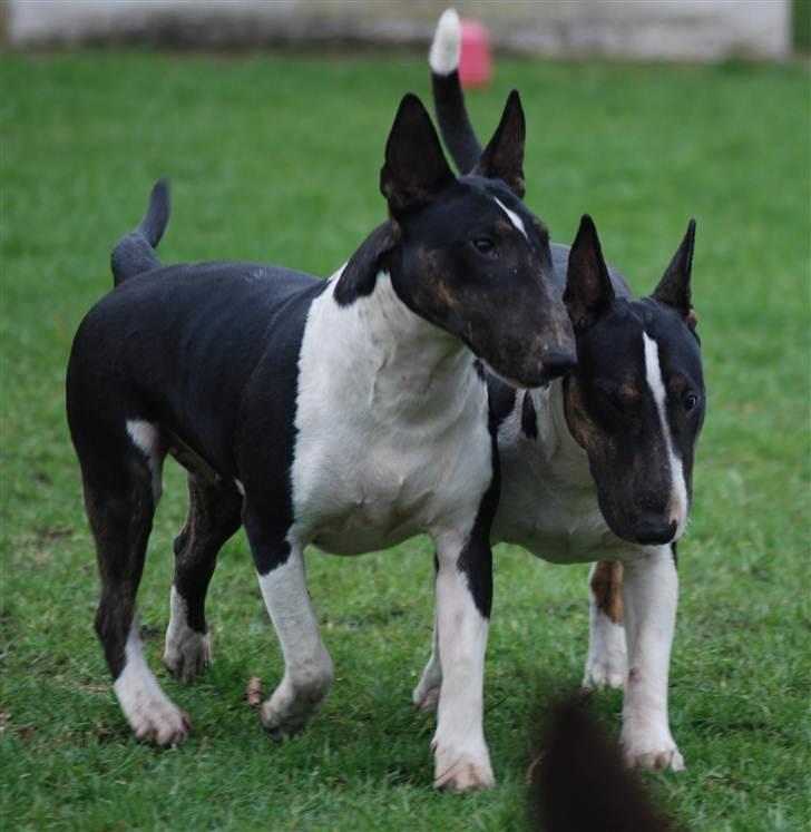 Bullterrier Kayley billede 4