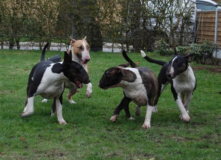 Bullterrier Kayley billede 5