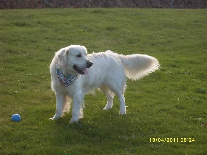 Golden retriever BASSE billede 20