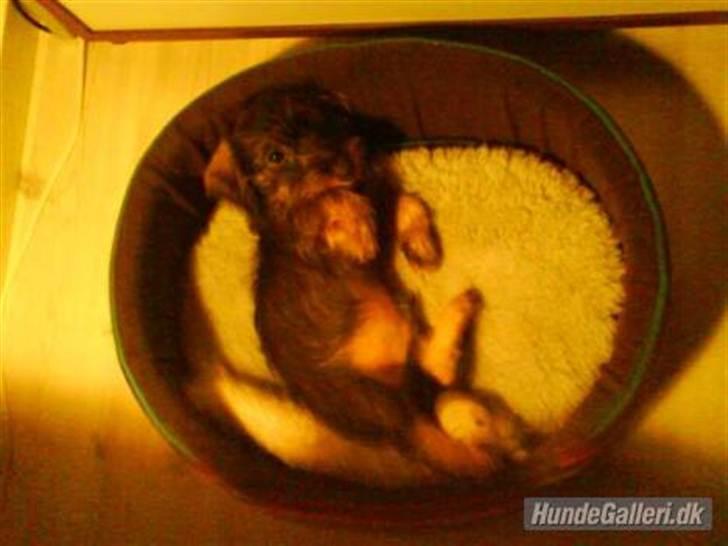 Miniature gravhund Egesgave's Wiggo billede 10