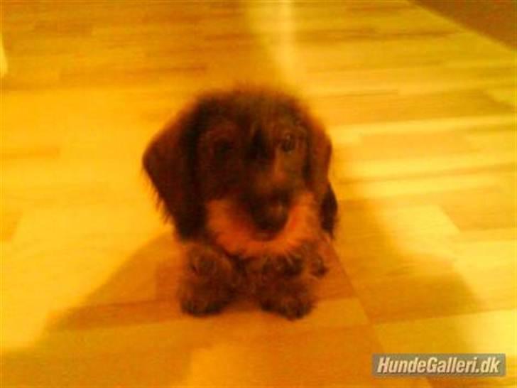 Miniature gravhund Egesgave's Wiggo billede 11