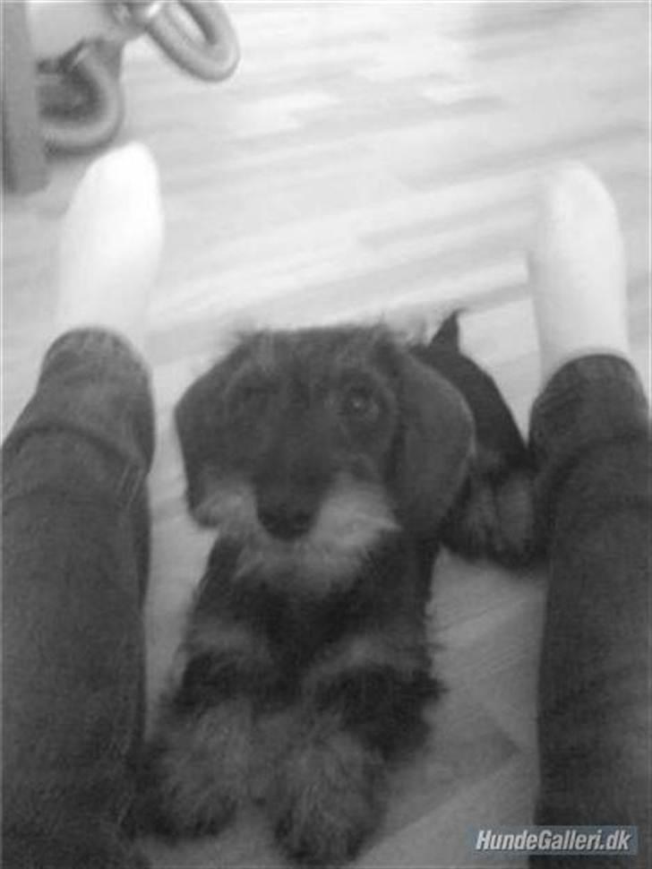 Miniature gravhund Egesgave's Wiggo billede 12