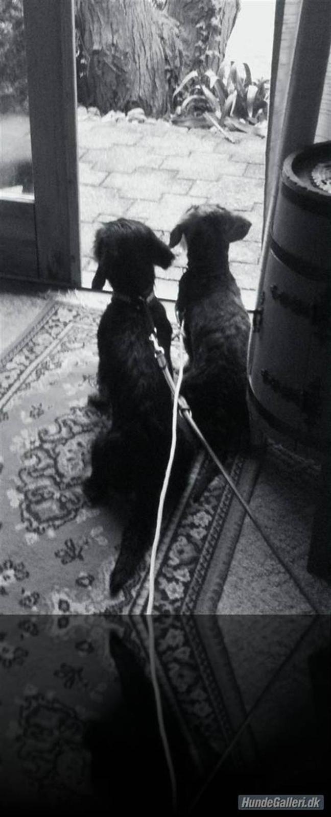 Miniature gravhund Egesgave's Wiggo billede 13