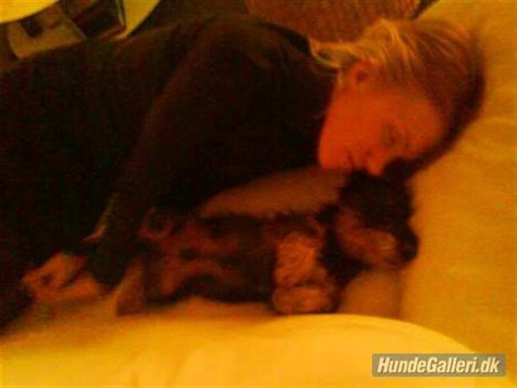 Miniature gravhund Egesgave's Wiggo billede 14