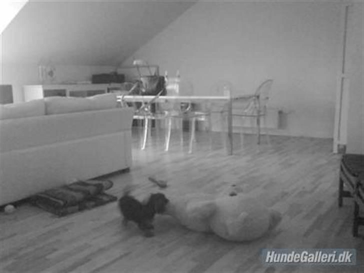 Miniature gravhund Egesgave's Wiggo billede 15