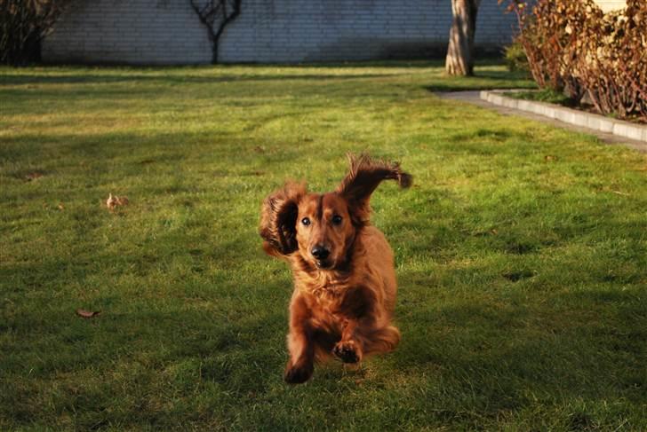 Gravhund Bastian / Basse billede 2