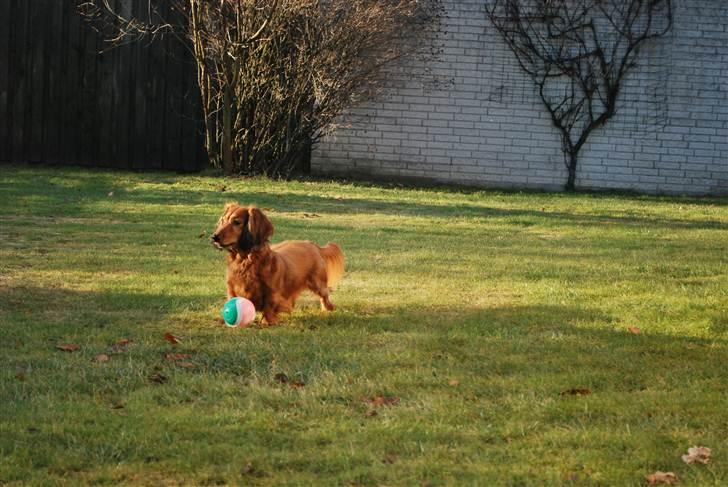 Gravhund Bastian / Basse billede 3