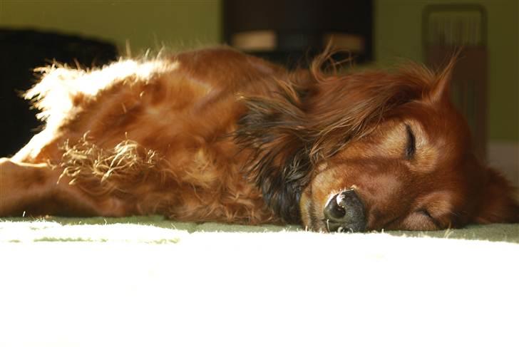 Gravhund Bastian / Basse billede 4