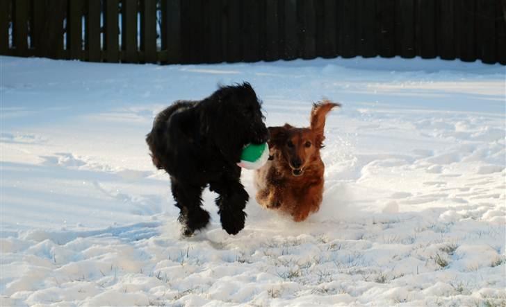 Gravhund Bastian / Basse billede 5