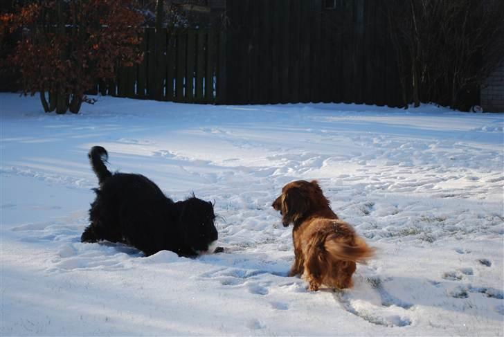 Gravhund Bastian / Basse billede 7