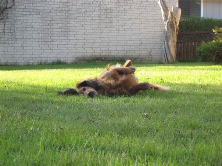 Gravhund Bastian / Basse billede 8