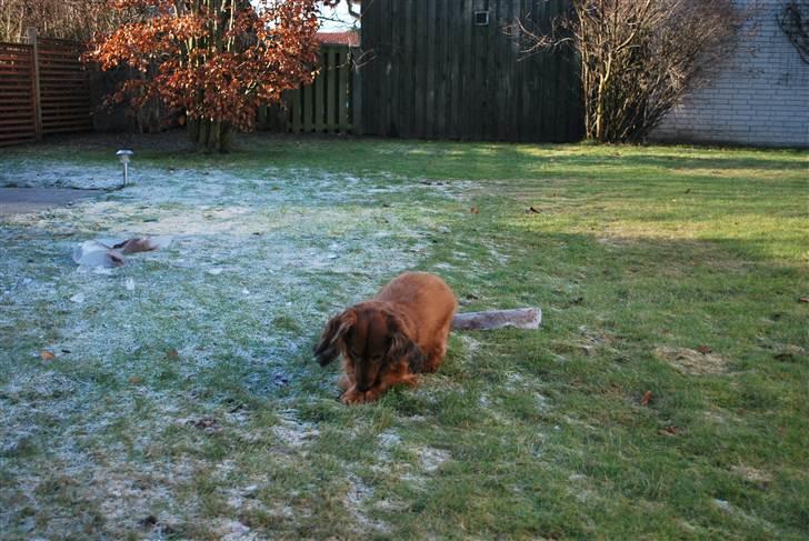 Gravhund Bastian / Basse billede 10