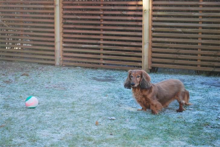 Gravhund Bastian / Basse billede 11