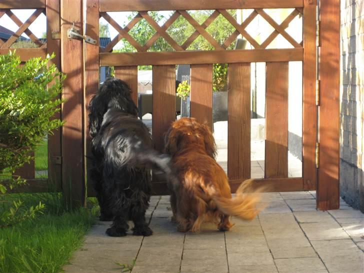 Gravhund Bastian / Basse billede 12