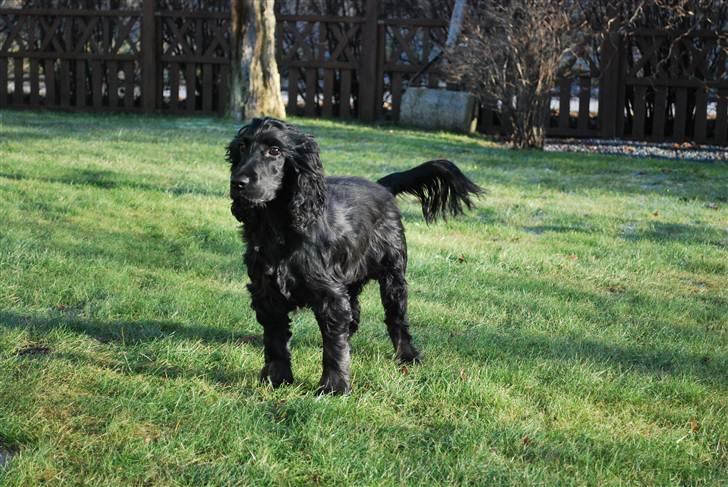 Cocker spaniel Line billede 1