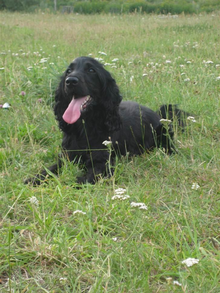 Cocker spaniel Line billede 2