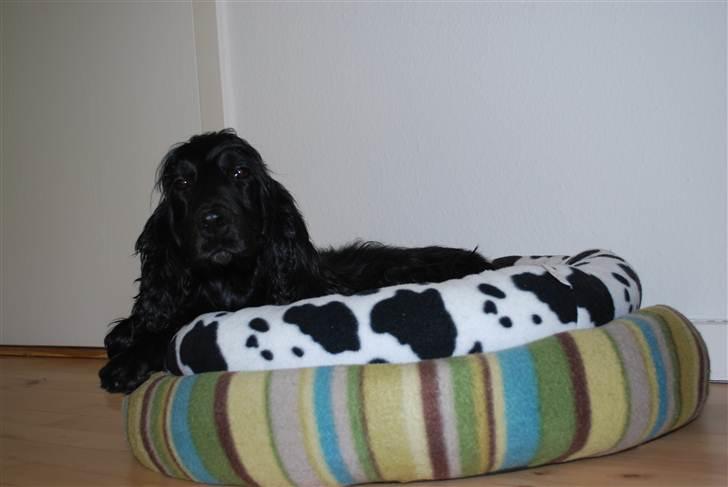 Cocker spaniel Line billede 3