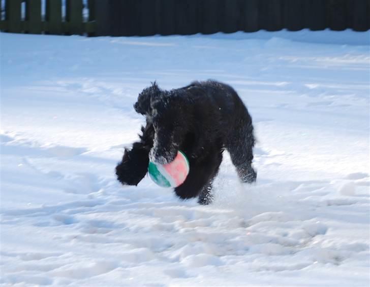 Cocker spaniel Line billede 4
