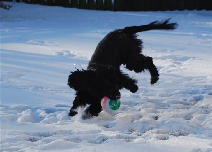 Cocker spaniel Line billede 5