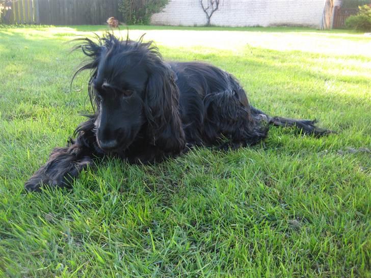 Cocker spaniel Line billede 6