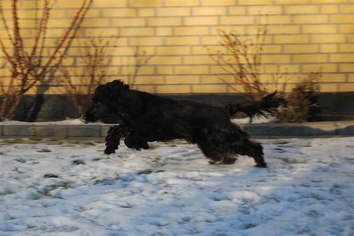 Cocker spaniel Line billede 7