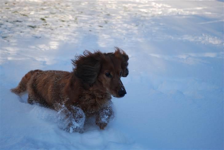 Gravhund Bastian / Basse billede 13