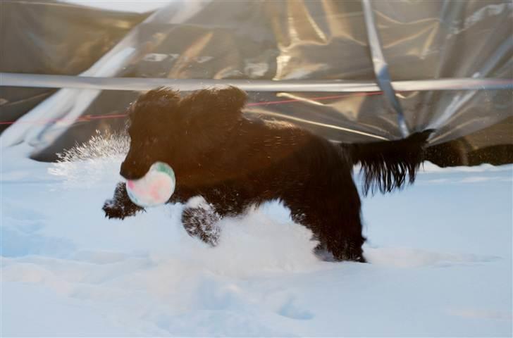 Cocker spaniel Line billede 8