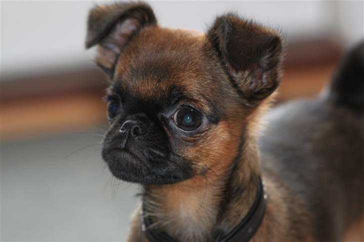 Griffon petit brabancon Iza  billede 1