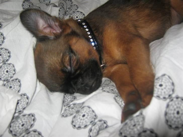 Griffon petit brabancon Iza  billede 2