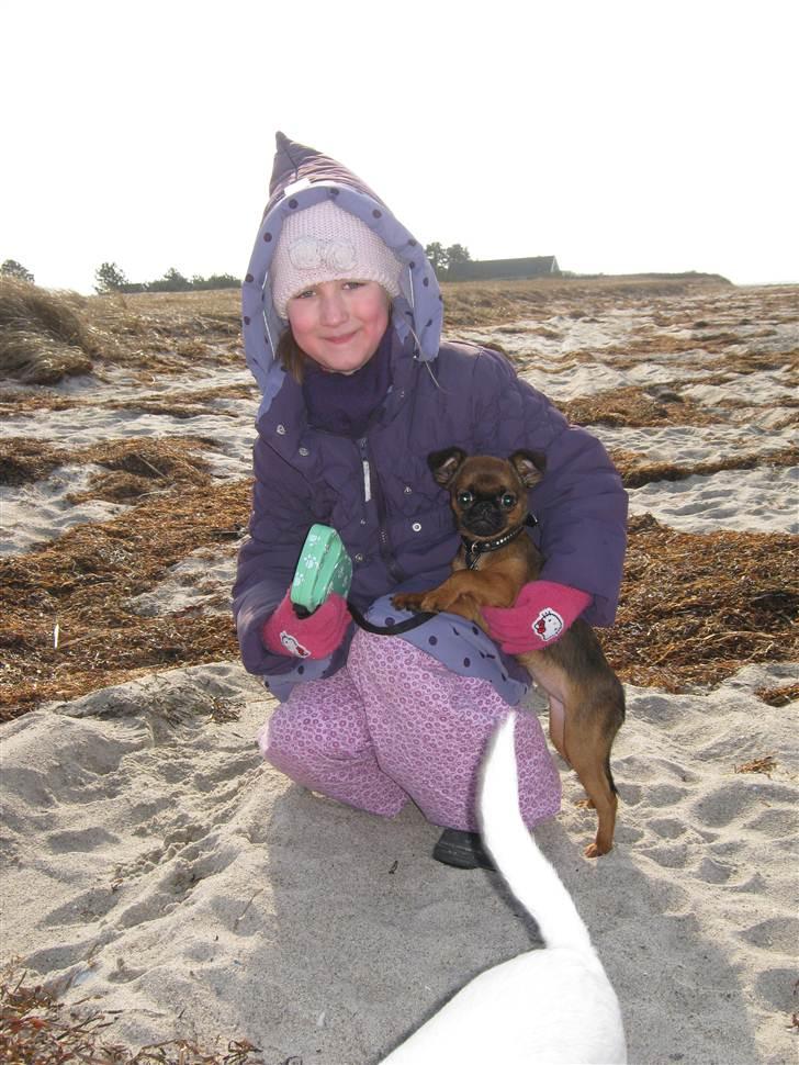 Griffon petit brabancon Iza  billede 3