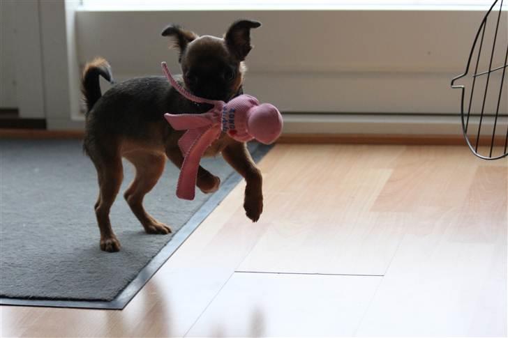 Griffon petit brabancon Iza  billede 4