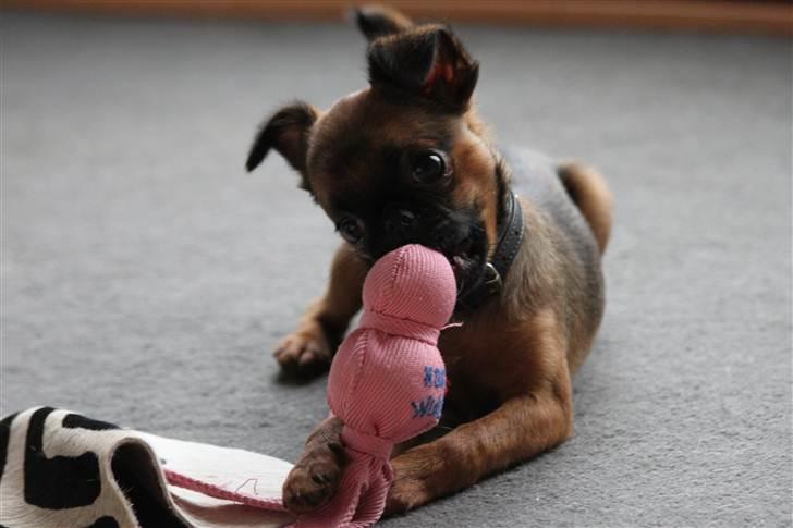 Griffon petit brabancon Iza  billede 5