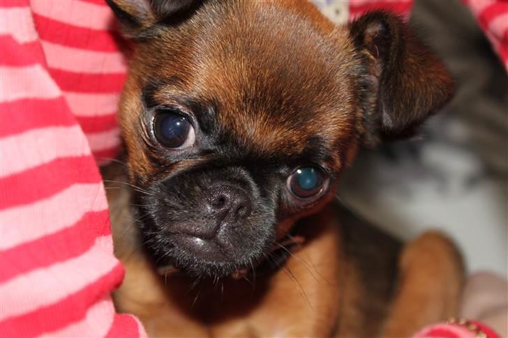 Griffon petit brabancon Iza  billede 6