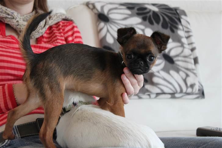 Griffon petit brabancon Iza  billede 7