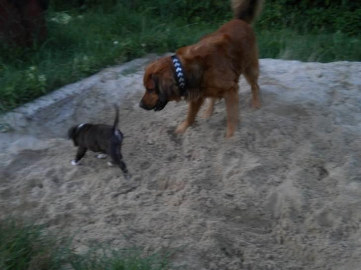 Blanding af racer Pumba billede 12